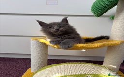 Maine Coon cats for sale: ✨7 Pure Bred Maine Coon Kittens✨ - Image 19