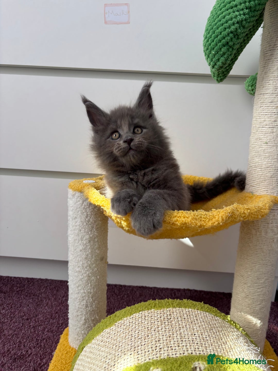 Maine Coon cats for sale: ✨7 Pure Bred Maine Coon Kittens✨ - Image 19