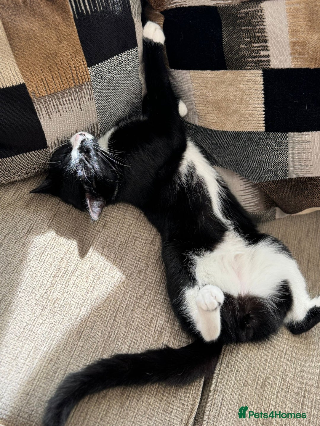 Domestic Shorthair cats for adoption: Bonded Pair  in Romford - Image 4