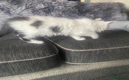 Mixed Breed cats for sale: 4 beautiful male kitten  - Image 3