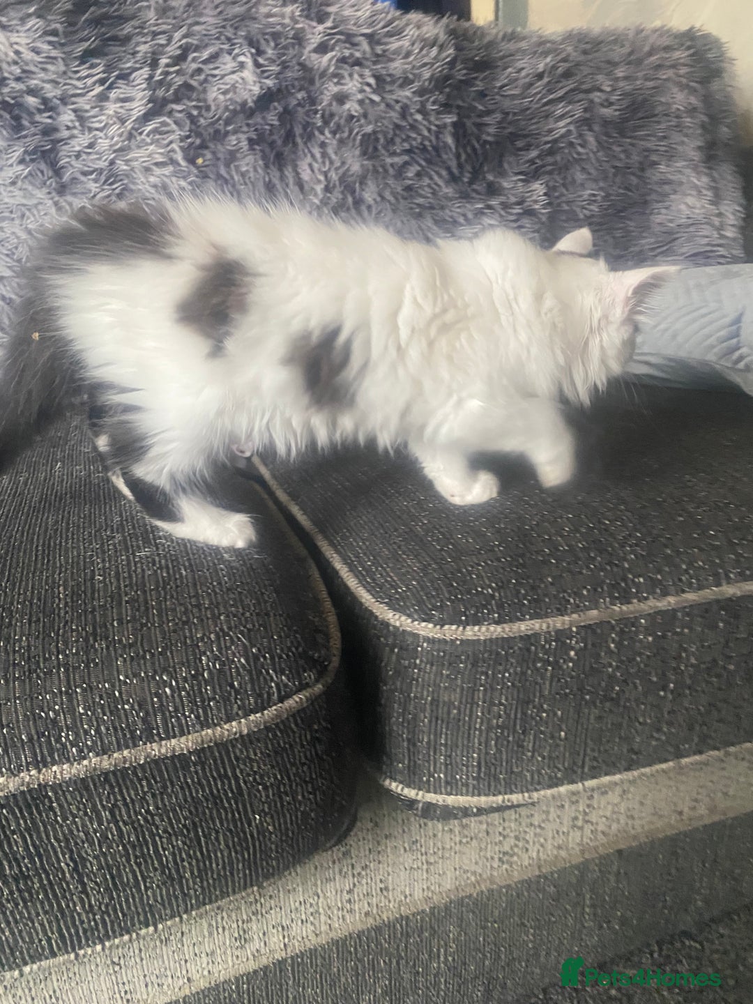 Mixed Breed cats for sale: 4 beautiful male kitten  - Image 3