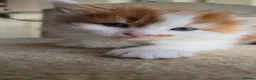 Mixed Breed cats for sale: Beautiful 9 Week Old Mixed Breed Kittens Ready Now - Advert 34