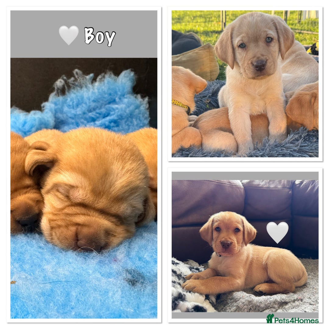 Labrador Retriever dogs for sale: Kennel Club Registered Labrador puppies  - Advert 3