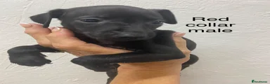 Italian Greyhound 2