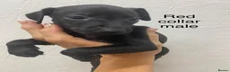 Italian Greyhound dogs for sale: 8 Italian greyhound puppies in Burton-on-Trent - Advert 18