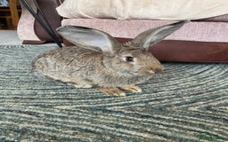 Continental Giant rabbits for sale: Continental giant rabbits  - Image 5