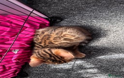 Bengal cats for sale: Bengal kittens Pure just born - Image 12