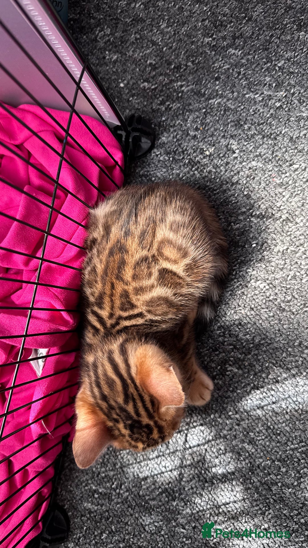 Bengal cats for sale: Bengal kittens Pure just born - Image 12