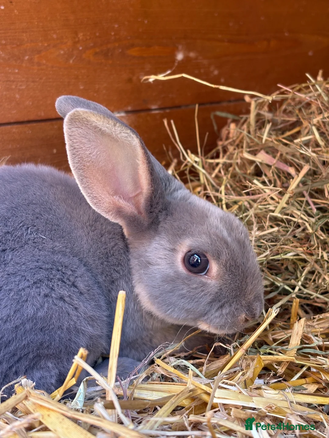 Mini Lop rabbits for sale: Bonnie  - Advert 1