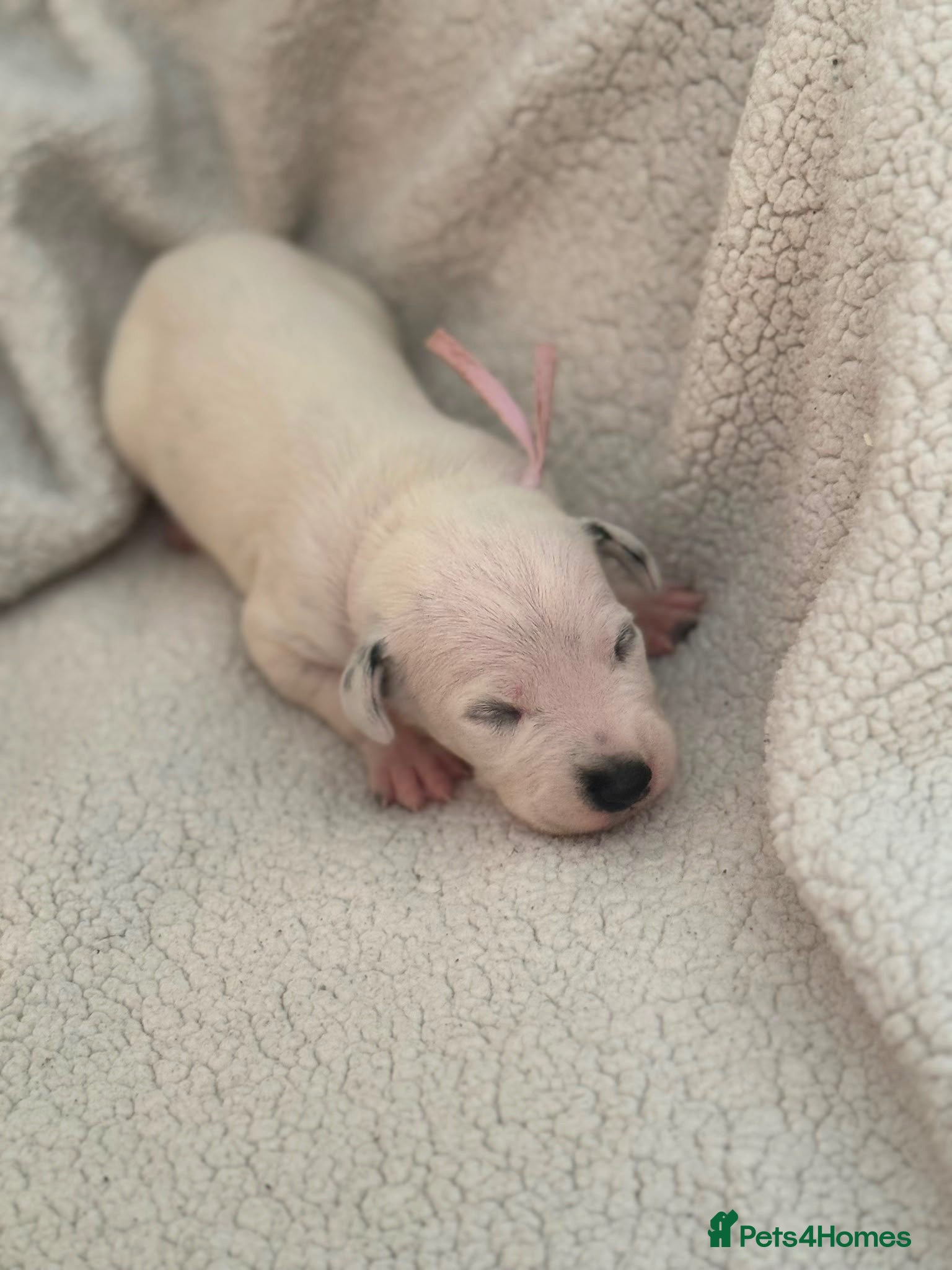 Dalmatian dogs Beautiful Dalmatian puppies - Advert 2