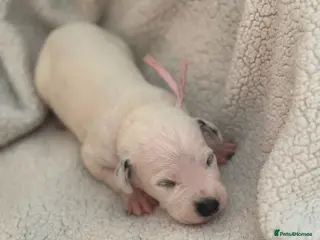 Dalmatian dogs Beautiful Dalmatian puppies - Advert 6