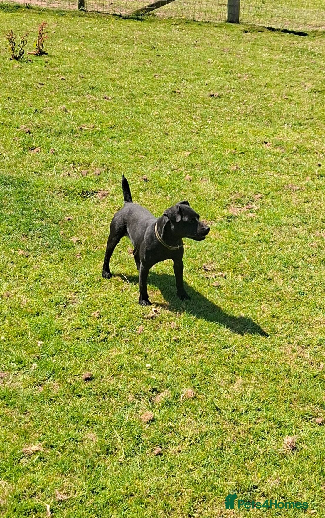Patterdale Terrier dogs Patterdale bitch - Advert 2