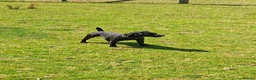 Patterdale Terrier dogs for sale: Patterdale bitch - Advert 2