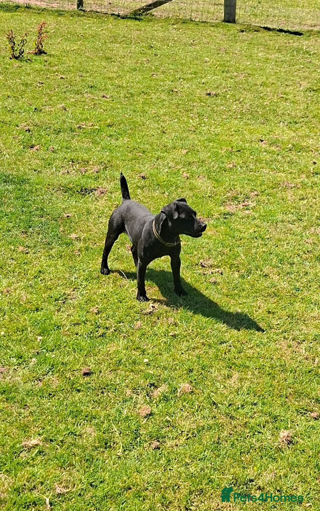 Patterdale Terrier dogs for sale: Patterdale bitch - Advert 2