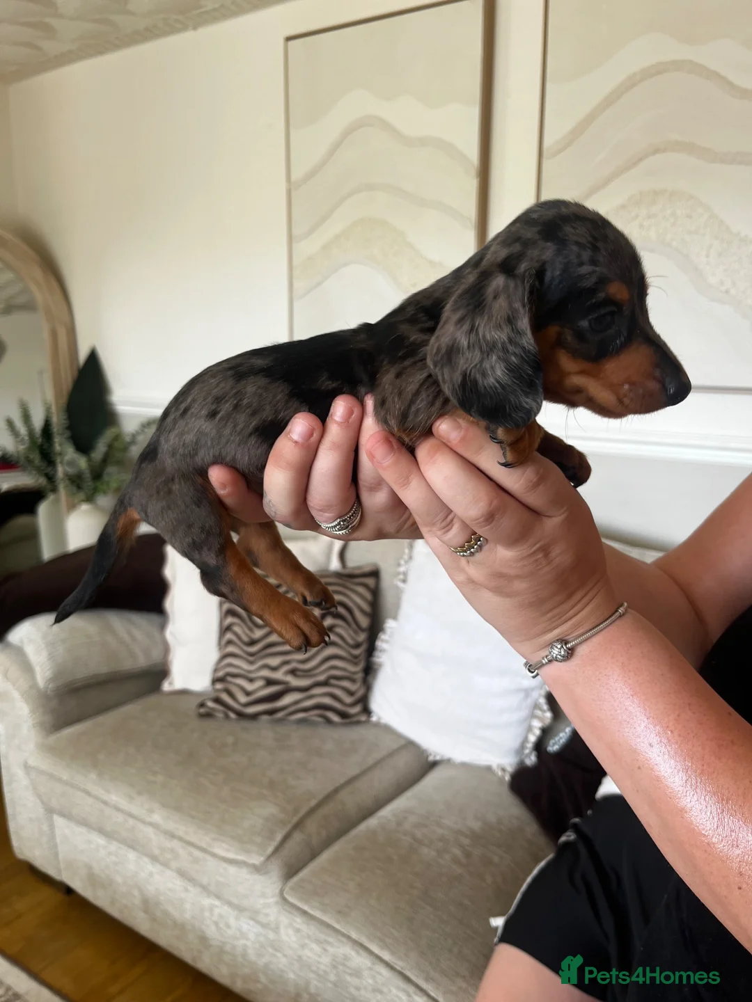 Miniature Dachshund dogs for sale: Miniature smooth haired Dachshund  in Tredegar - Advert 1