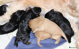 Cockapoo dogs for sale: Beautiful, Rare Cockapoo Puppies – Ready 17th Nov - Image 8