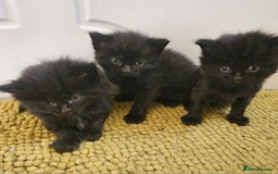 Maine Coon cats for sale: Beautiful black fluffy part maincoon kittens - Image 5