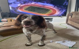 Cocker Spaniel dogs for stud: Crazy Cocker spaniel for studding. in Kettering - Image 9