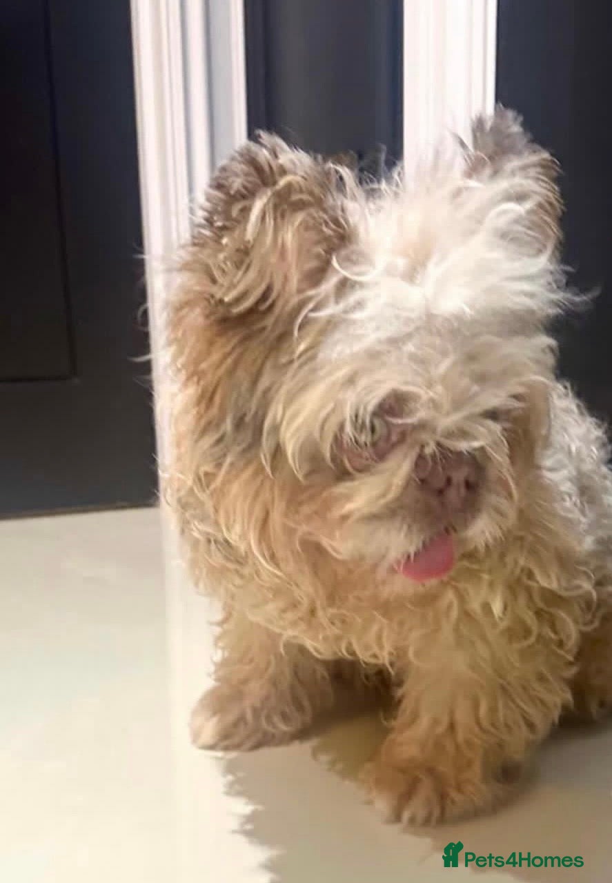 French Bulldog dogs Male floodle french bull dog - Advert 19