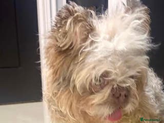 French Bulldog dogs Male floodle french bull dog - Advert 19