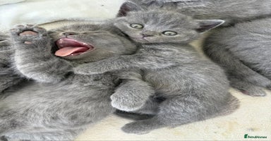 British Shorthair cats - Advert 1