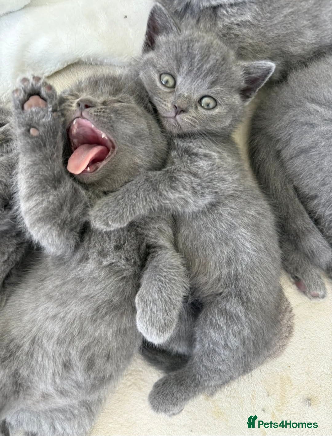 British Shorthair cats for sale: British shorthair kittens😻 - Image 2