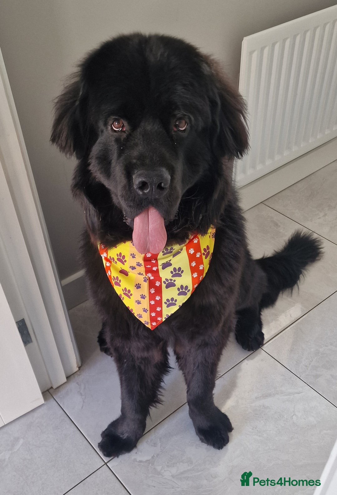 Newfoundland dogs for stud: Yogi  - Image 2
