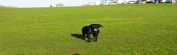 Labrador Retriever dogs for sale: Beautiful 7 year old female Labrador retriever  - Advert 3