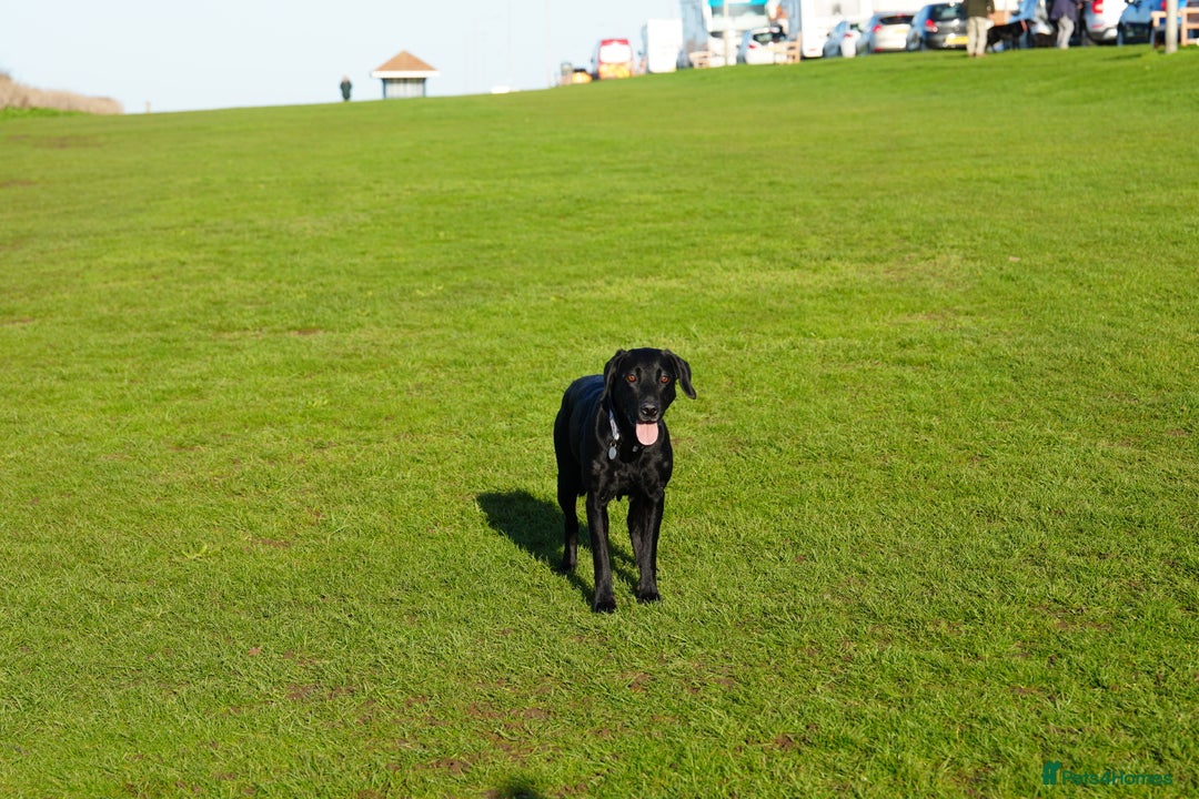 Labrador Retriever dogs for sale: Beautiful 7 year old female Labrador retriever  - Advert 3