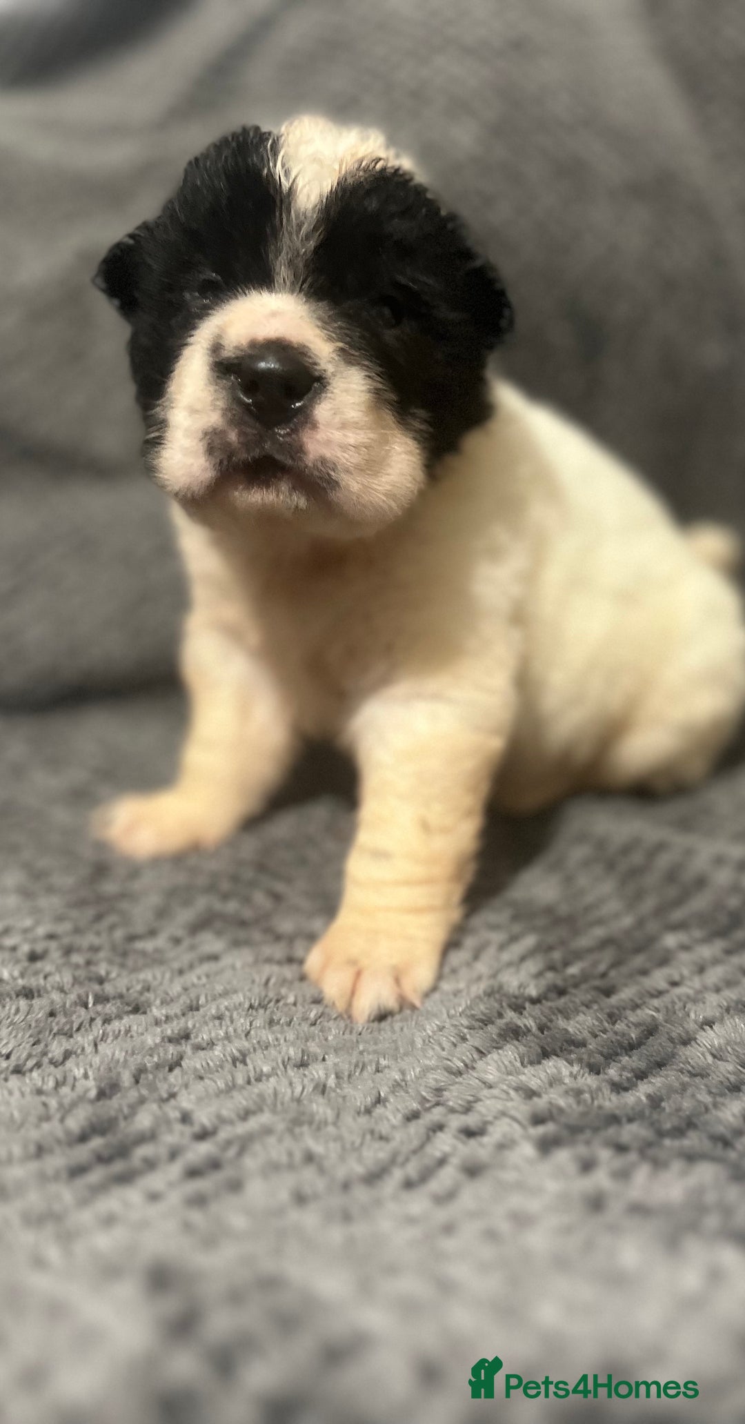 Shar Pei dogs for sale: Ready now amazing bear coat !!!!  - Advert 39