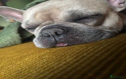 French Bulldog dogs for adoption: Female French bulldog  - Image 4