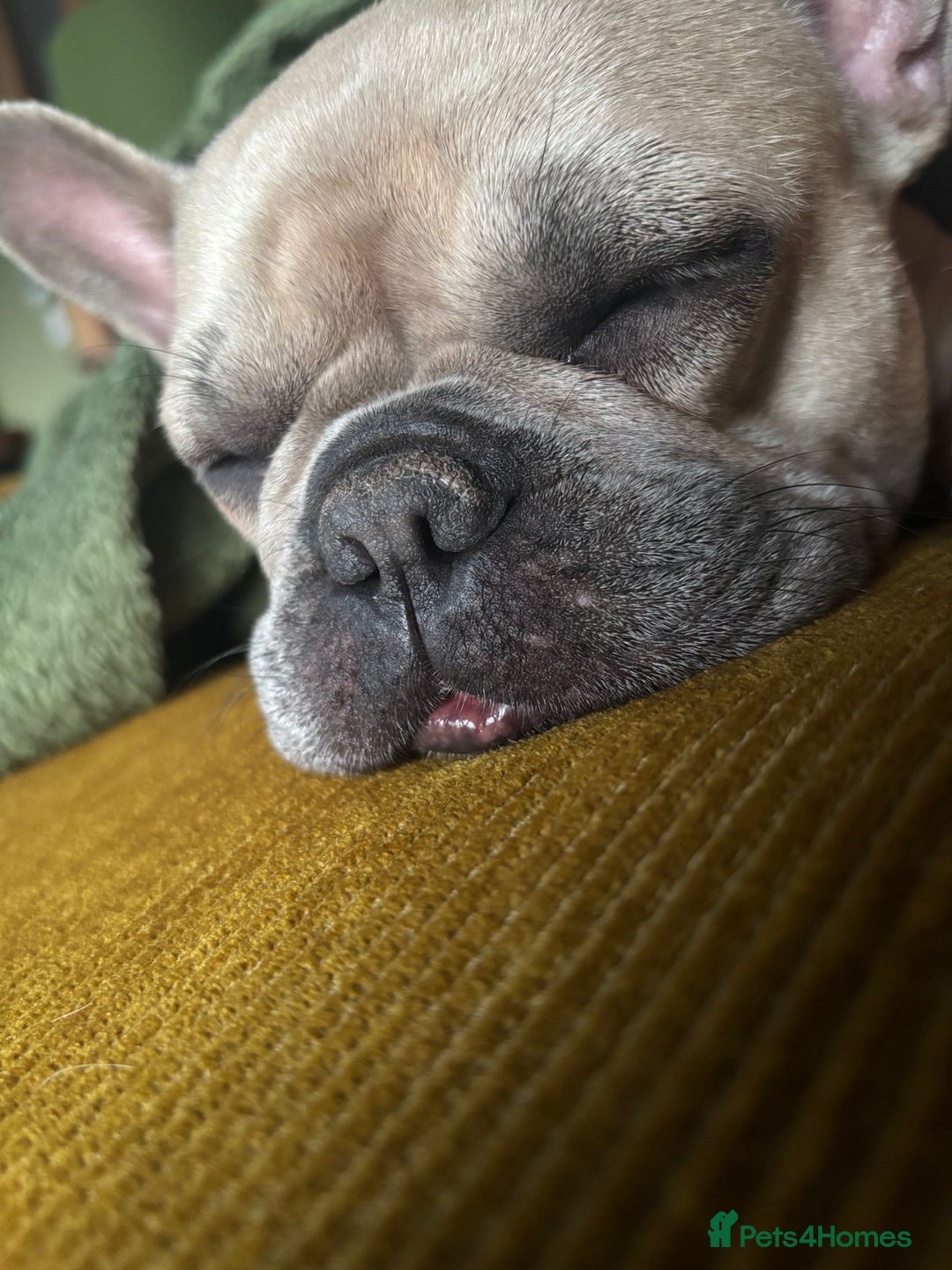 French Bulldog dogs for adoption: Female French bulldog  - Image 4
