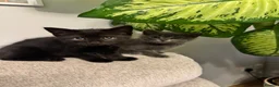 Mixed Breed cats for sale: Adorable Kittens Looking for Their Forever Homes  in Mansfield - Advert 6