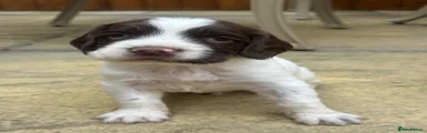English Springer Spaniel 1