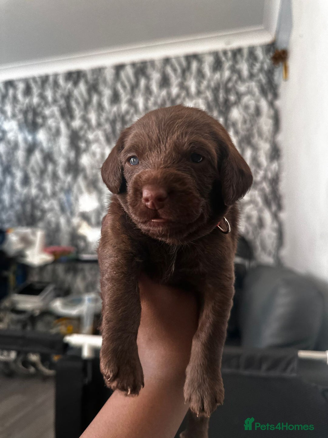 Doxiepoo dogs for sale: Stunning Doxiepoo Puppies for sale  - Advert 10