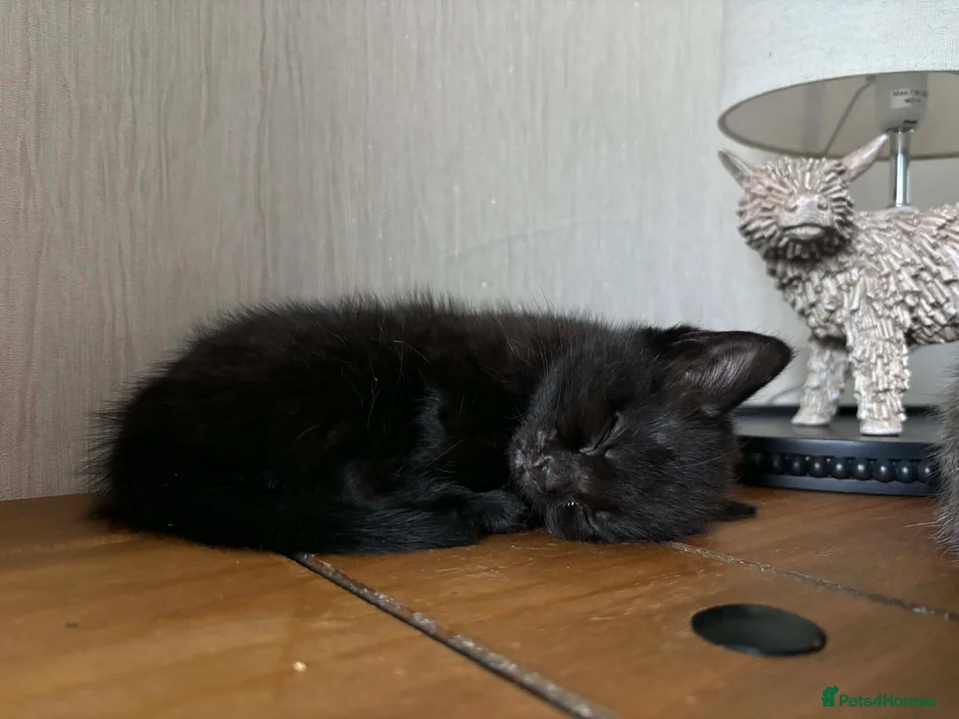 Mixed Breed cats for sale: Cute kittens  - Advert 6