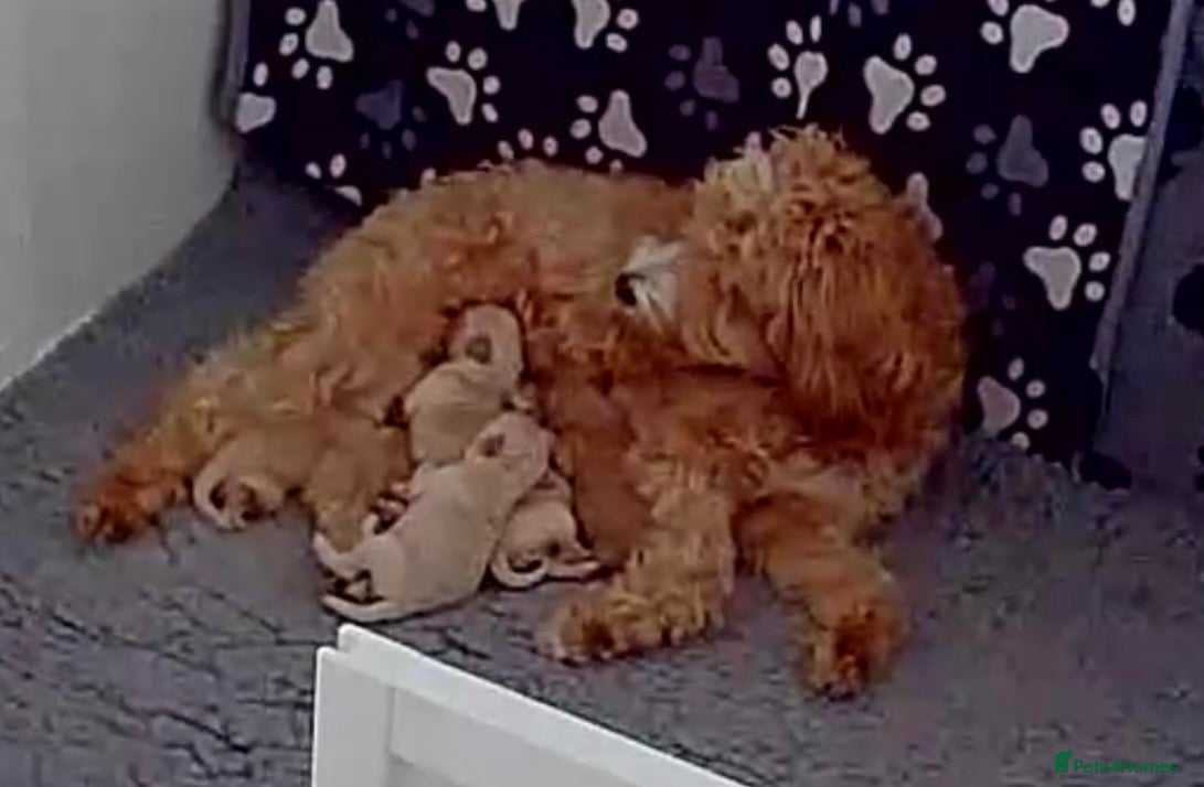 Australian Labradoodle dogs Australian Labradoodles  - Advert 1