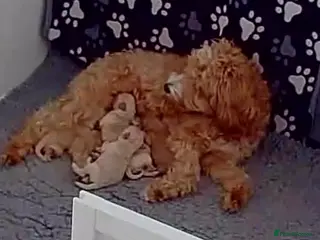 Australian Labradoodle dogs for sale: Australian Labradoodles - Advert 1