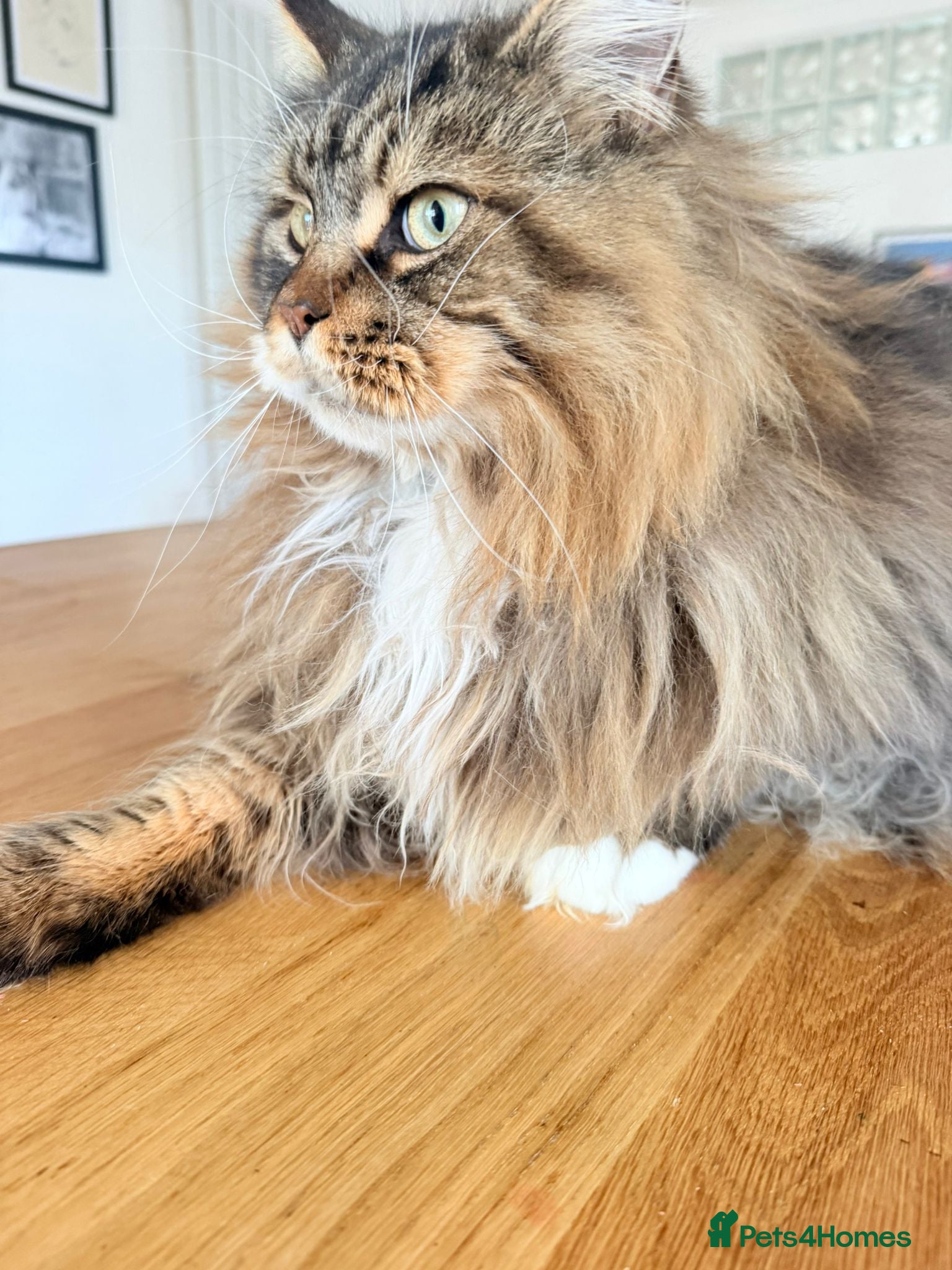 Maine Coon cats Gccf neutered large mc - Advert 4