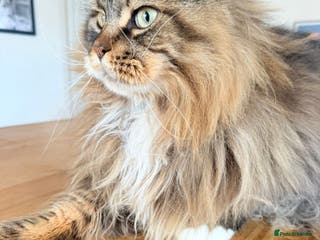 Maine Coon cats Gccf neutered large mc - Advert 12