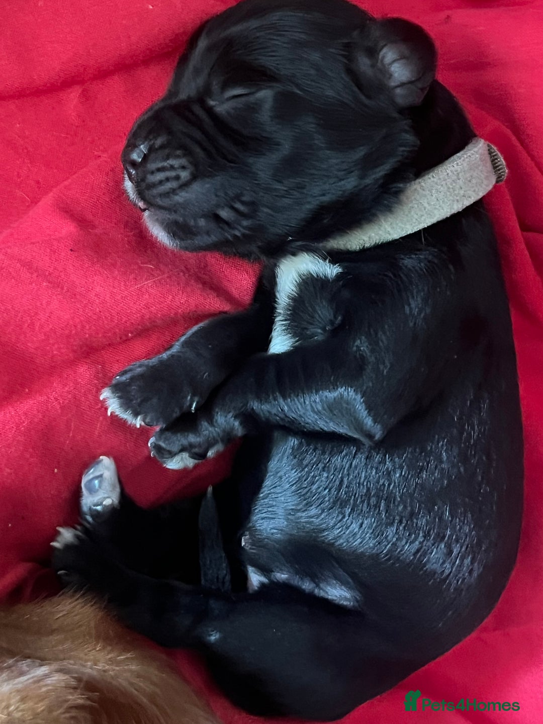 Cocker Spaniel dogs for sale: F1b cocker spaniel puppies for sale - Image 10