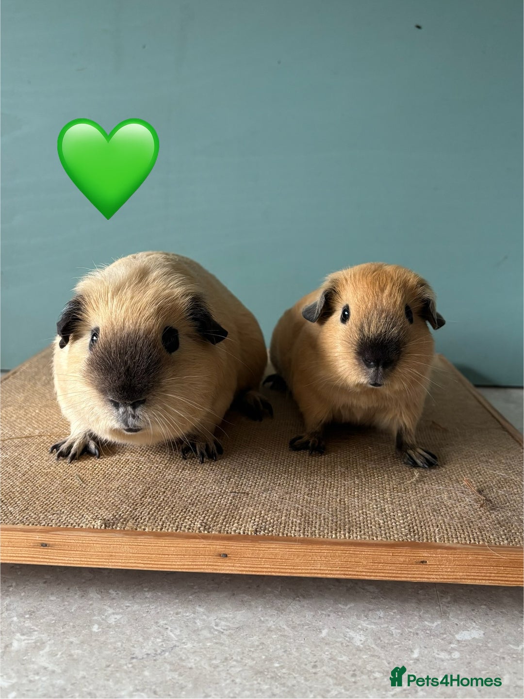 Guinea Pig rodents for sale: Californian Male Bonded pairs - Image 6