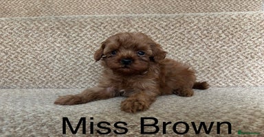 Cavapoo dogs - Advert 16