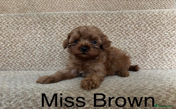Cavapoo dogs - Advert 9