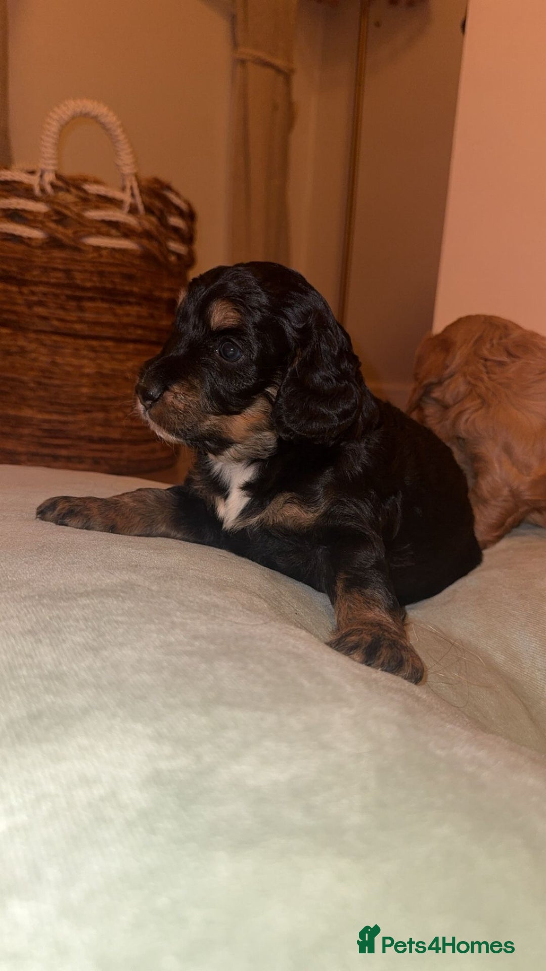 Cockapoo dogs for sale: CHAMPION COCKAPOO - Advert 36