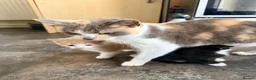 Mixed Breed cats for sale: Playful & Cuddly Kittens – Ready 1 November - Advert 1