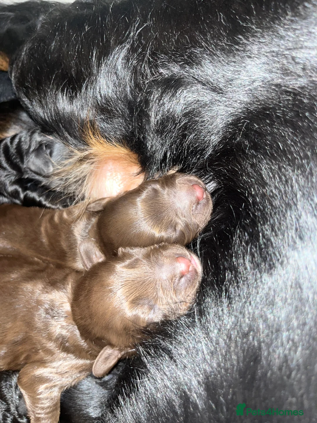 Cockapoo dogs for sale: Stunning Cockapoo puppies  - Advert 4