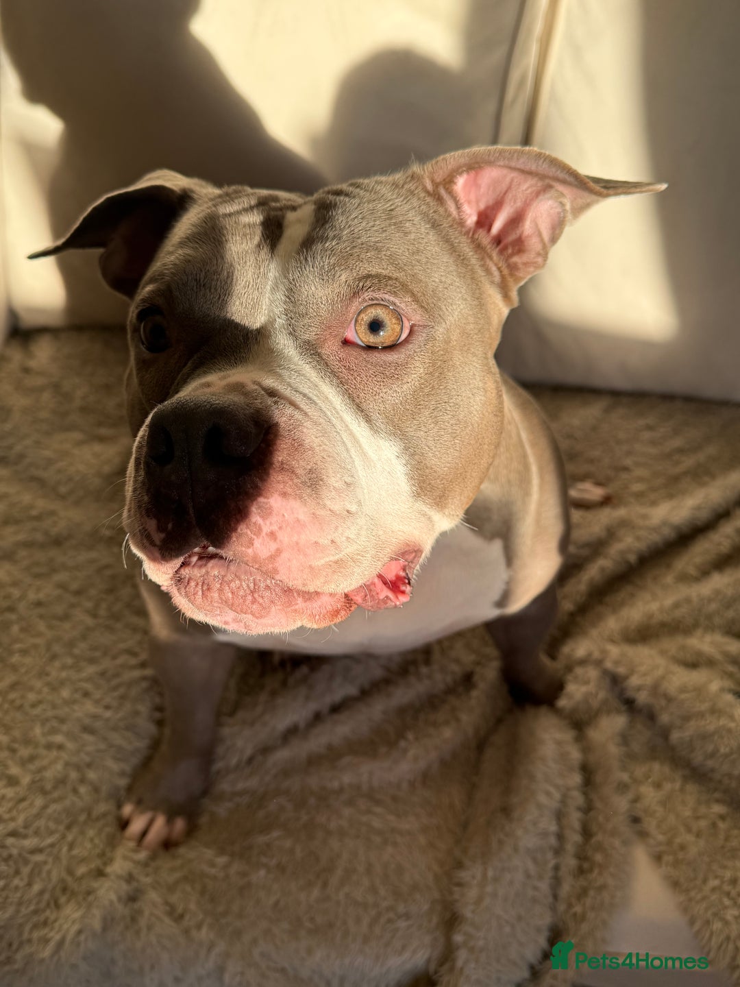 American Bully dogs for sale: Pocket bully  - Advert 3