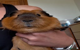 Guinea Pig rodents for sale: Two gorgeous friendly adult female guinea pigs - Image 6
