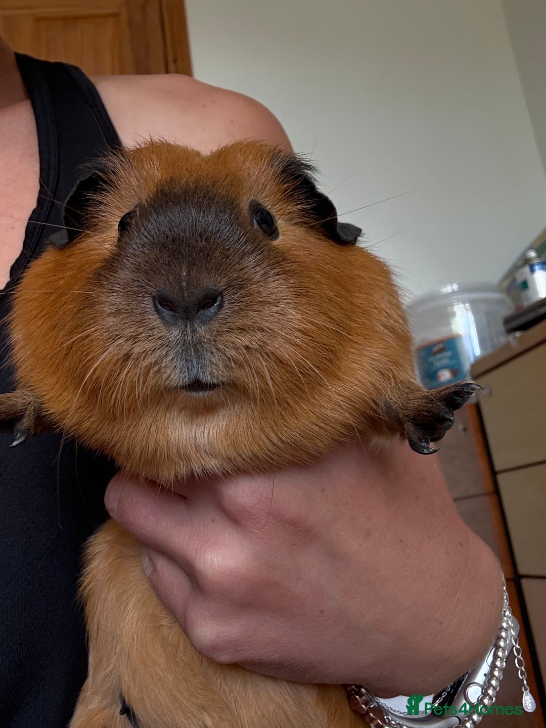 Guinea Pig rodents for sale: Two gorgeous friendly adult female guinea pigs - Image 6